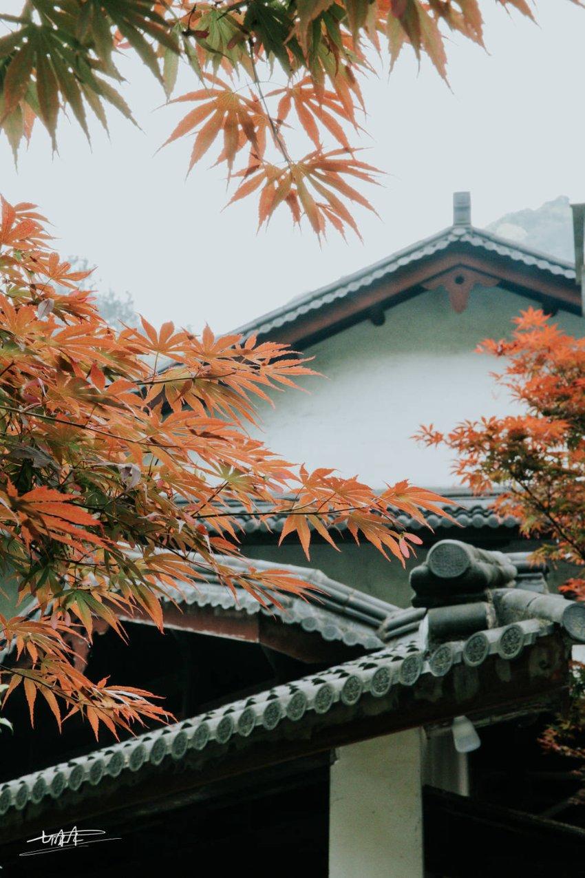 解救野生狐狸